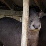 These photos show animals can be funny too