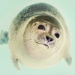 Five cutest animals that can kill you