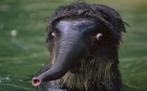 These photos show animals can be funny too