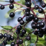 Five foods that can be fatal