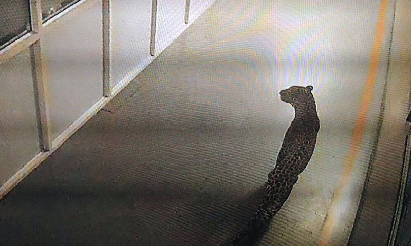 Leopard on the loose in Indian car factory