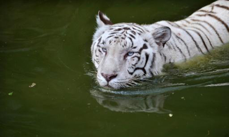 White tiger cubs maul keeper to death in India