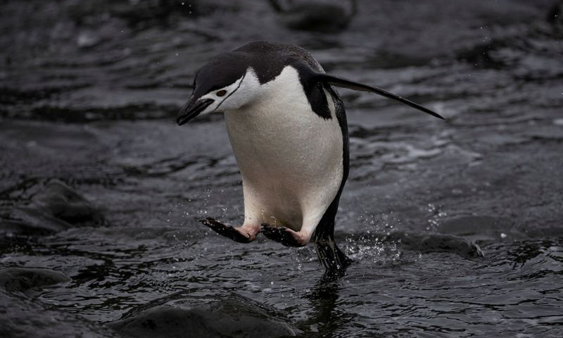 Number of chinstrap penguins in Antarctica has fallen sharply: scientists