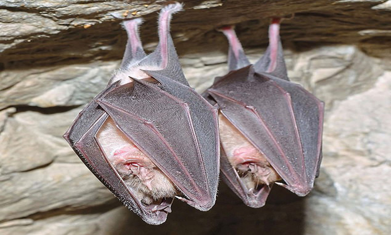 Wuhan Institute undertook coronavirus experiments on bats: report