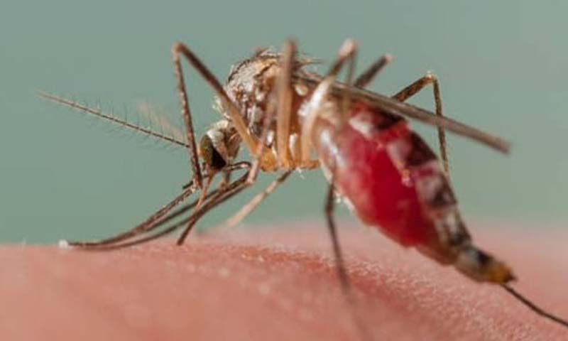 WHO warns malaria deaths could double during COVID pandemic