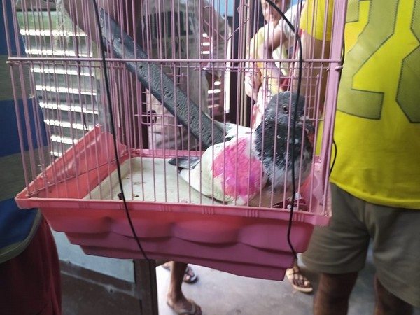 Pigeon Jihad: Twitter reacts to the capture of 'spy' pigeon by the Indian police