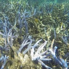 Is Australia really doing enough for the Great Barrier Reef?