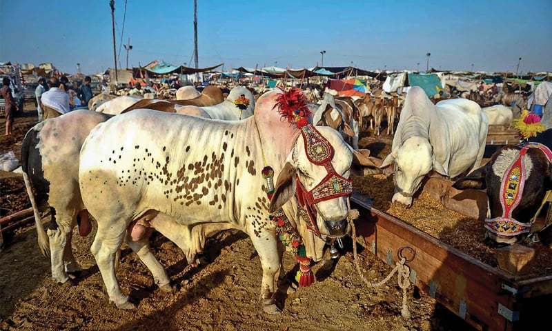 NCOC bans sale, purchase of sacrificial animals inside city across the country