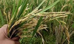 Bangladesh rice farmers invent new varieties to withstand salt, storms