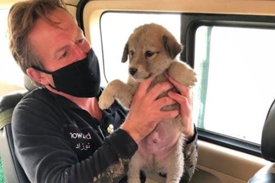 UK allows British animal shelter to evacuate 200 dogs, cats from Kabul