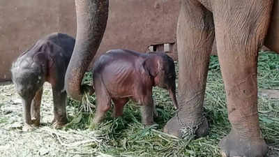 Twin elephants born in Sri Lanka in rare occurrence