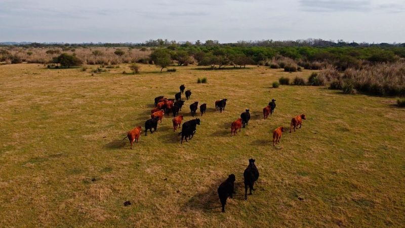 Animal-based food generates nearly twice the emissions as plant: study