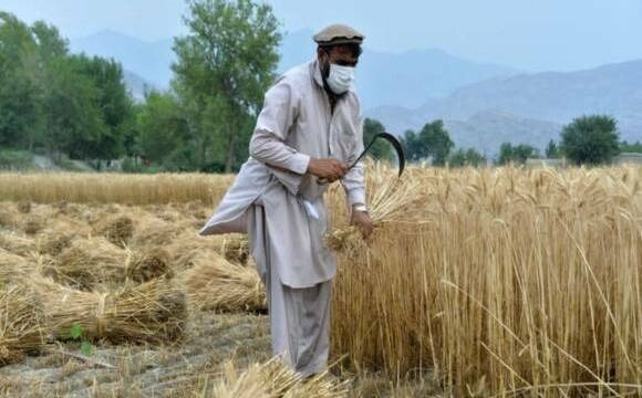 Taliban govt offers Afghans wheat for work as money dwindles