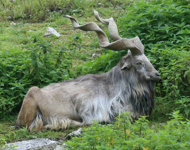 Trophy hunting: Markhor permit auctioned for record Rs27 million