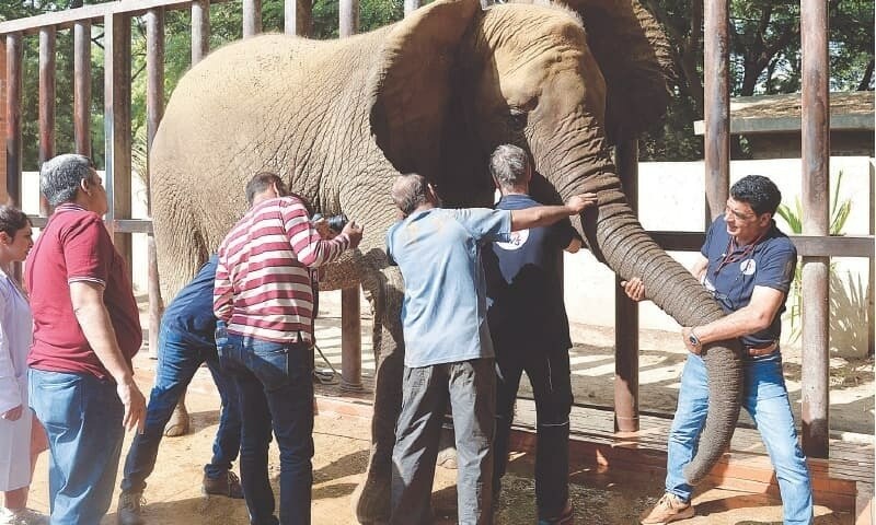 &lsquo;Male elephant&rsquo; at Karachi&rsquo;s Safari Park turns out to be female