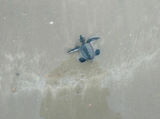 Wildlife team cradles green turtles babies from beach to sea