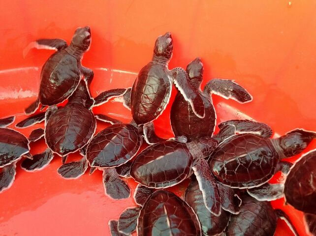 Wildlife team cradles green turtles babies from beach to sea