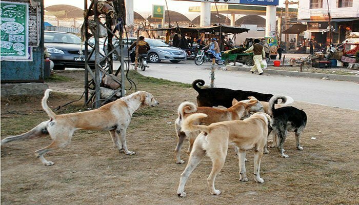 Minor dies in Karachi after consuming poisonous sweet meant to cull dogs