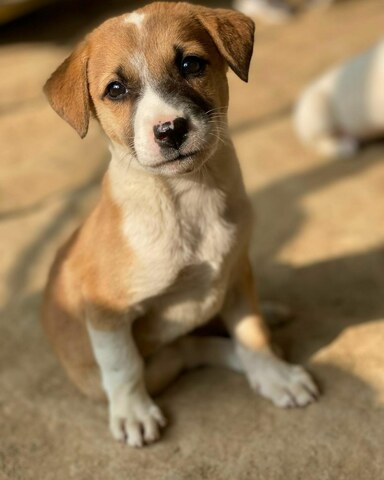 Watch: Viral video of Sukkur cop rescuing puppy