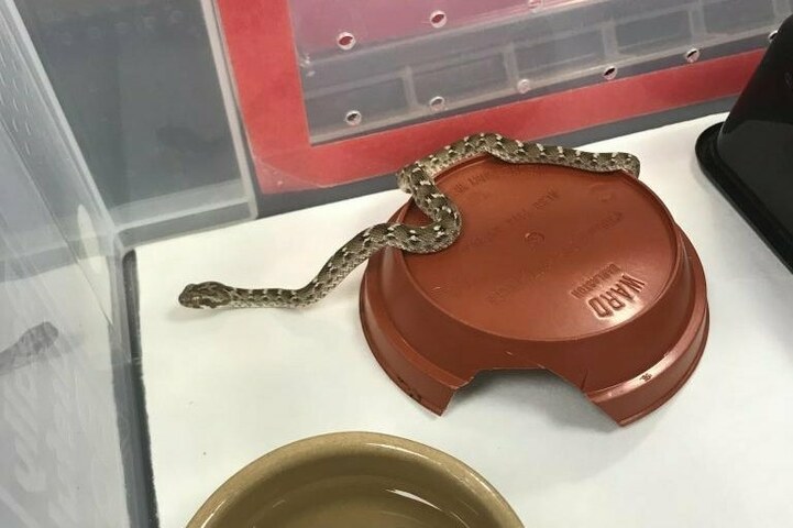 Deadly stowaway: Snake travels from Pakistan to England