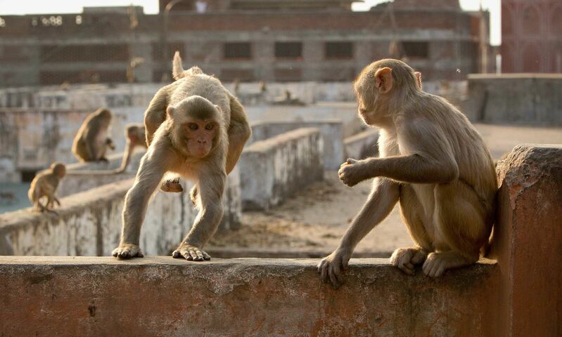 Killer apes: Two monkeys captured for killing 250 dogs in India