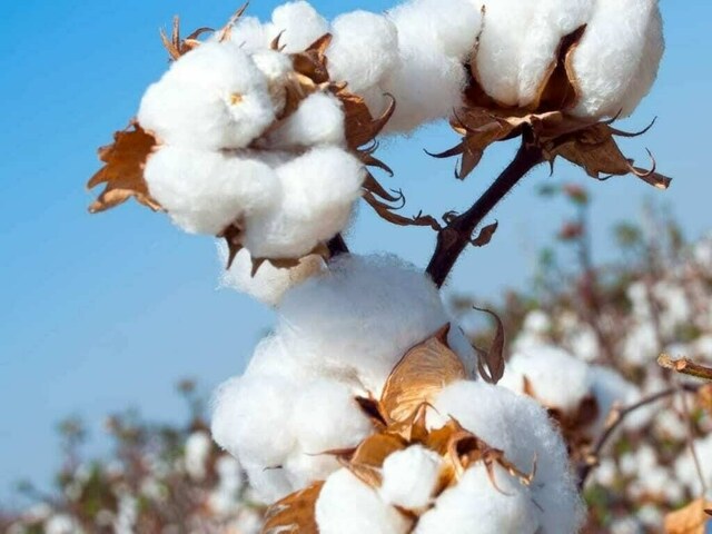 Price of quality cotton hits all-time high of Rs20,000/maund