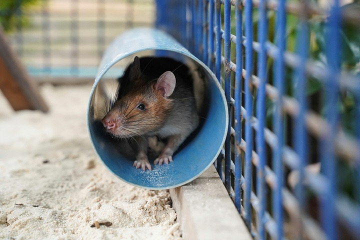 Cambodia's landmine-sniffing 'hero' rat dies in retirement