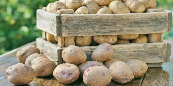 Virus-free potato seed developed using Aeroponics technology
