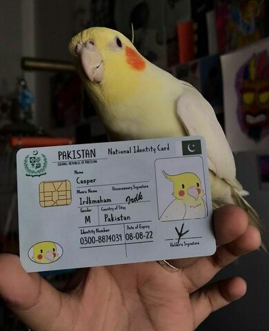 Lahore artist making pet ID cards wants to start animal rights movement