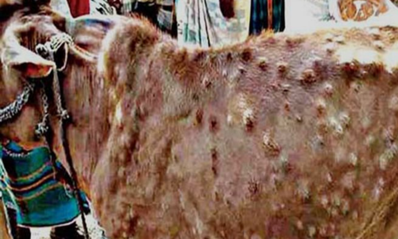 Meat of lumpy skin disease affected cattle can be consumed, says global body