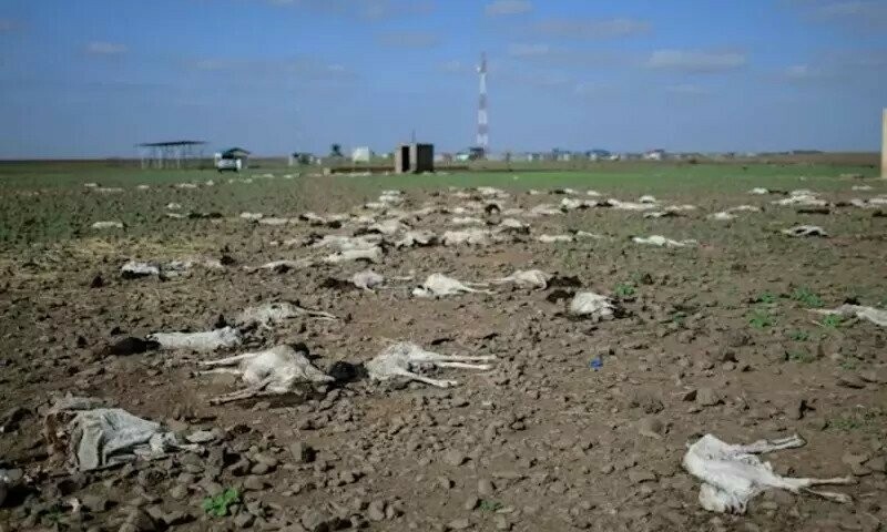 20m risk starvation as Horn of Africa drought worsens: UN