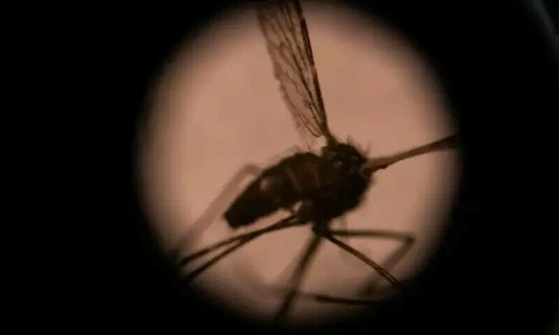 Malaria: Killer of African children set for vaccine zap