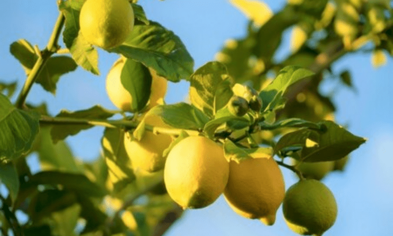 Sour affair: Lemons from Turkey cheaper than Pakistan&rsquo;s
