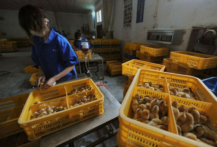 China reports first human case of H3N8 bird flu