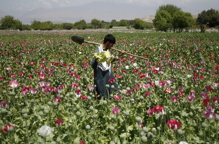 Taliban chief orders ban on poppy cultivation in Afghanistan