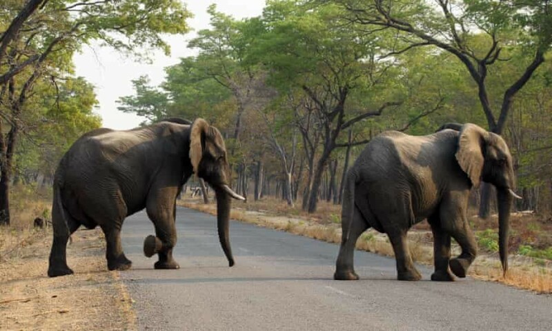 60 Zimbabweans killed by elephants this year