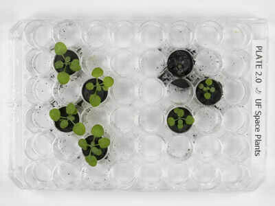 Scientists successfully grow plants in soil from the Moon