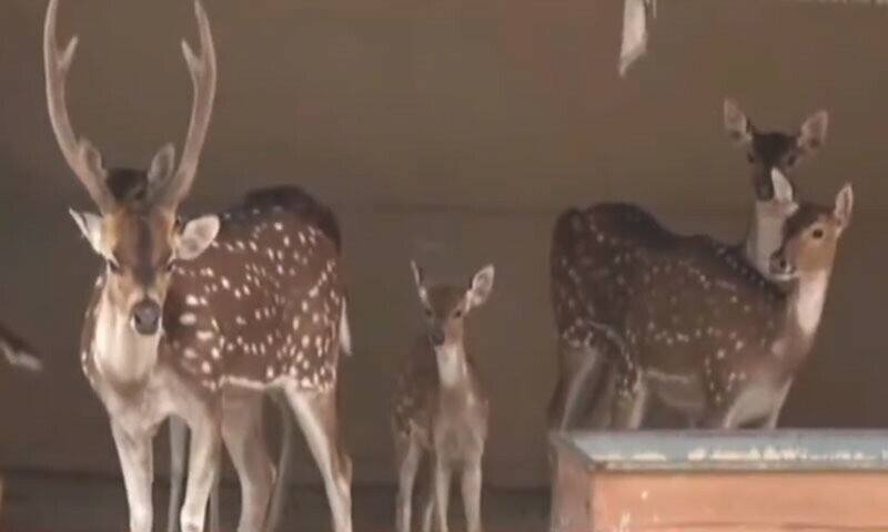 Furry additions: 30 animal, 300 baby birds born at Peshawar Zoo