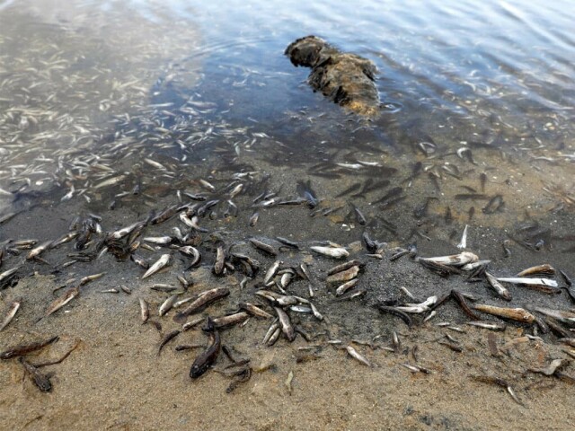 Good things come to those who bait