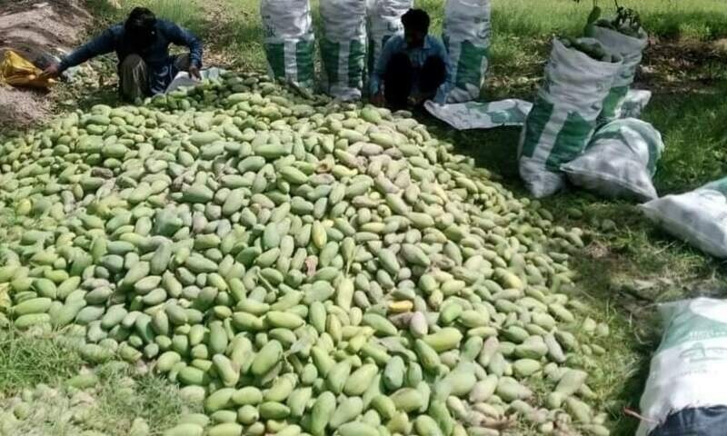 High winds over Eid hit mango farms in six Sindh districts