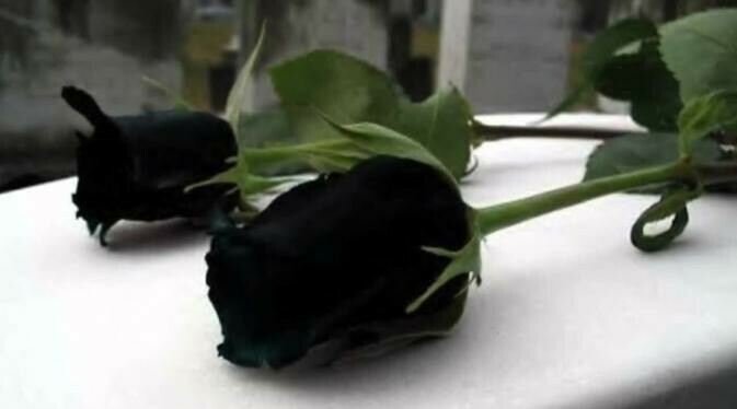 Imagine black rose ice cream from Turkey