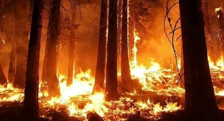 Atleast four killed in Shangla wild fire