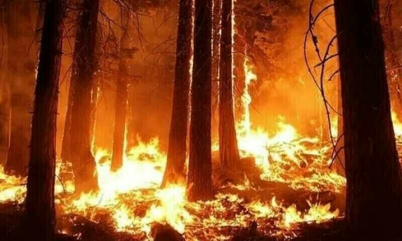 Upon PM Shehbaz&rsquo;s orders, two copters will reach Swat to put out Patnai wildfire