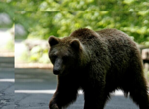 Woman fends off bear attack in Azad Kashmir