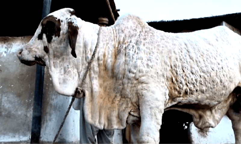 Lumpy skin: Nine trucks turned back from Karachi cattle market