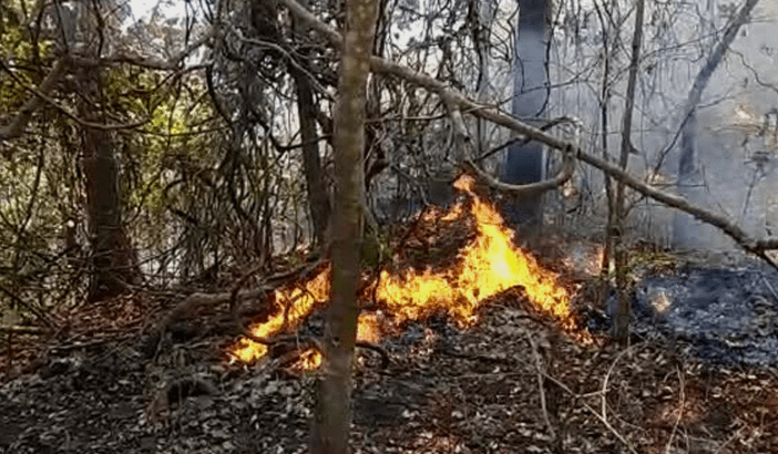 Fire rages on in two forests of Lower Dir