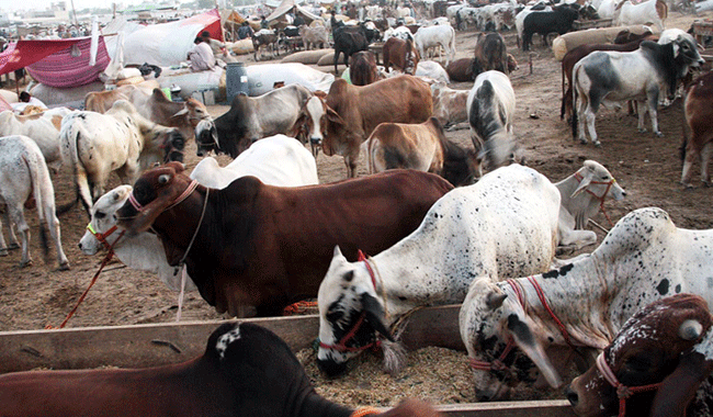 IGP orders foolproof security for cattle markets