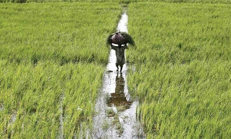 Drip irrigation a blessing for water-stressed villagers in Tank, D.I. Khan