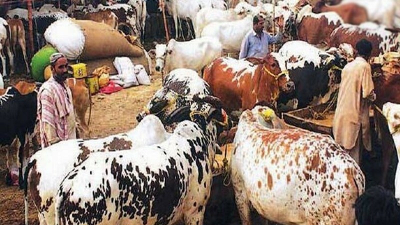 Bablu and Badal are stealing the show at Karachi&rsquo;s cattle market