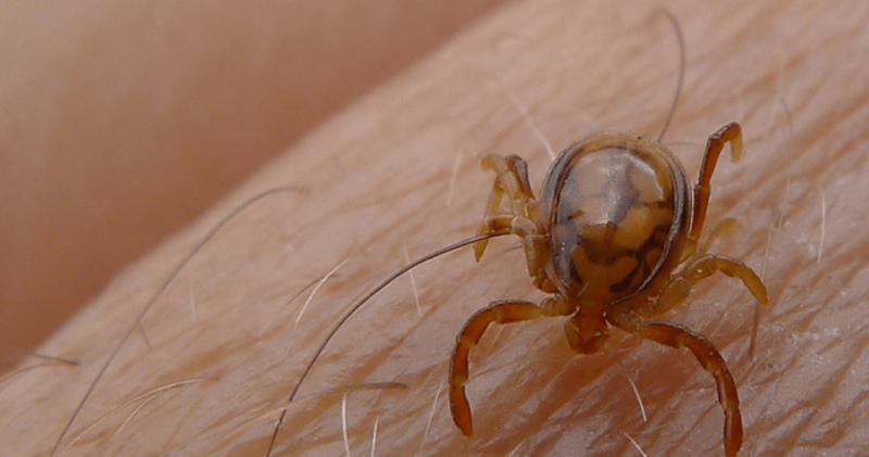 Six cases of Congo fever reported in Khyber Pakhtunkhwa